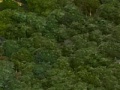 Wald-Bild (Civ5).jpg